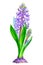 Purple hyacinth with buds, watercolor drawing