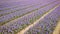 Purple hyacinth field in netherlnds. drone fly