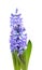 Purple Hyacinth flower