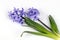 Purple hyacinth flower