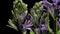 Purple hyacinth flower Time-lapse