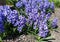 Purple Hyacinth Flowers in Full Bloom