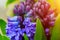 Purple hyacinth flowers in garden close-up