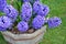 Purple hyacinth flowers planter