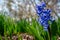 A purple hyacinth showing off its delicate blooms