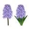 Purple hyacinth. Vector illustration.