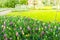 Purple hyacinths blooming in spring among colorful flower field of tulips at Keukenhof garden in Netherlands