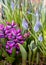 Purple hyacinths and blue muscari in the greenhouse cafe at Petersham Nurseries, garden centre in Richmond UK