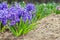 Purple hyacinths in the garden