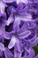 Purple hyacinths macro