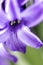 Purple hyacinths macro