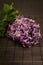 Purple Hyacinthus