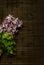 Purple Hyacinthus