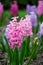 Purple hyacinthus flower