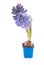 Purple hyacinthus flower