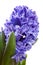 Purple hyacinthus flower in closeup