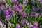 Purple Hyacinthus, Species orientalis, Hyacinth. Attractive spring bulbous flowers. Highly fragrant