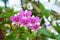 Purple hybrid cattleya orchid