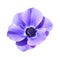 Purple hybrid mona lisa blush flower