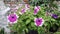 Purple hybrid petunia flower blooming and usually hanging at home as ornamental plant