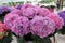 Purple hydrangea beautiful the flower color large inflorescence.