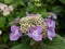 Purple Hydrangea Blossom Cluster