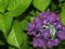 A Purple Hydrangea Blossom in Nature Sheathed in Green Leaves