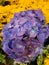 purple hydrangea flower in a floral arrangement
