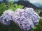 Purple hydrangea flower with green leaves in background in the spring