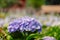 Purple hydrangea flower or hortensia flower in the natural garden