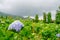 Purple hydrangea flower or hortensia flower in the natural garden