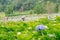 Purple hydrangea flower or hortensia flower in the natural garden