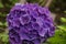 Purple hydrangea flowerhead in a garden