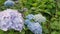 Purple Hydrangea in the Foreground and Blue in the Background. the Video is Used Change of Focal Distances From the