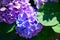 Purple hydrangea in the garden. Bouquet of hydrangea. Bush of beautiful blooming Hydrangea