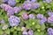 Purple hydrangea macrophylla