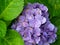 Purple Hydrangea surrounded by Green Leaves