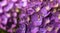 Purple Hydrangeas