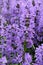 Purple Hyssop Flowers (Hyssopus officinalis)
