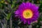 Purple Ice Plant flowers close up. Blossom desert.