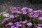 Purple ice plant in the garden, nature background