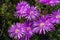 Purple iceplant flower