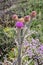 Purple Illyrian thistle flowers