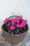 Purple Impatiens balsamina or balsam, garden balsam, rose balsam, touch-me-not in full bloom in summer in a basket as garden decor