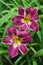 Purple Indian Giver daylily blooms in green foliage