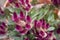 Purple inflorescence of Celosia cristata