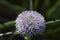 Purple inflorescence of Globularia Punctata