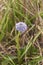 Purple inflorescence of Globularia Punctata