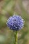 Purple inflorescence of Globularia Punctata