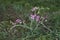 Purple inflorescence of Lathyrus sylvestris